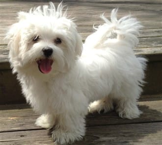 when is a maltese an adult?