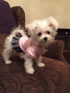 female-maltese-dog-on-chair-wearing-dress