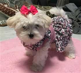 Female Maltese dog wearing a dress