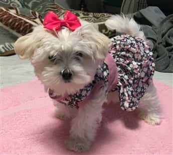 Female Maltese dog wearing a dress