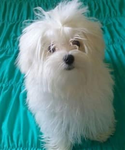 Fluffy maltese dog, aqua color background