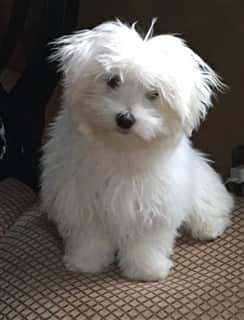 Fluffy Maltese dog