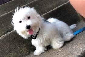 Funny and happy Maltese dog, male