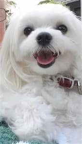 happy Maltese dog