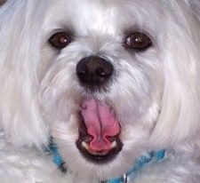 leona-helmsley-maltese-dog