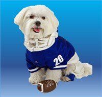 male Maltese dog in football shirt