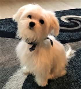 male Maltese dog posing