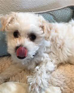 male Maltese puppy sticking out his tongue