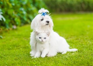 Maltese and a cat