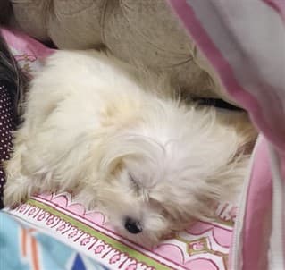 Maltese asleep on a dog bed