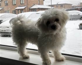 can maltese withstand cold?