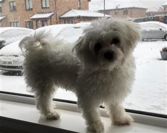 Maltese at window with snow outside