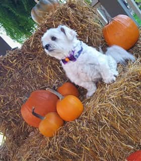 Maltese in autumn, posing with pumpkins