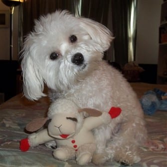 solid-white-maltese-dog