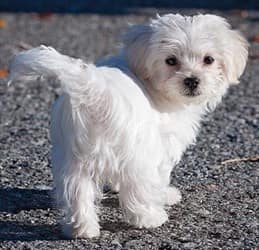 Maltese-dog-walking-on-road