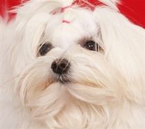 Maltese dog, red background