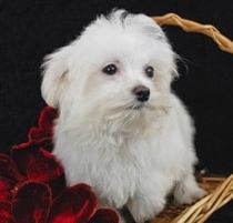 two Maltese dogs