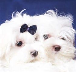 Cute Maltese Hair Cuts And Styles