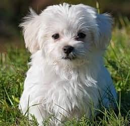 Maltese-dog-sitting-on-grass