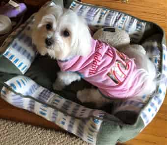Maltese dog in a bed and wearing a shirt