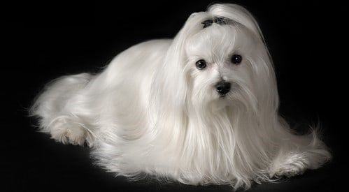 Maltese pet trim