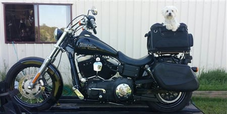 maltese-dog-on-motorcycle