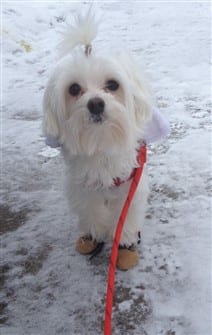 maltese-dog-outside-in-snow
