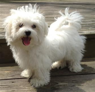 maltese-dog-outside-on-steps