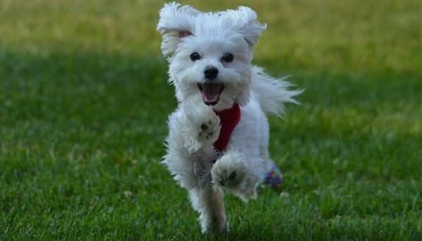 maltese-dog-running