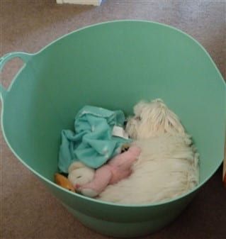 Maltese dog sleeping in hamper