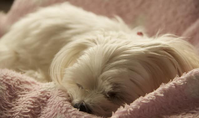 maltese-dog-sleeping-on-pink-blanket