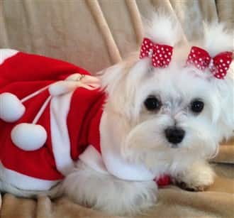 Maltese dog in red and white winter clothes