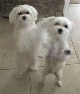 Maltese dogs standing on their hind legs