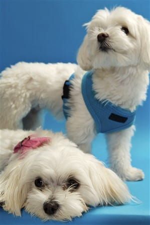 Maltese dogs wearing harnesses