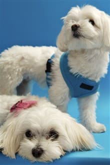 Maltese dogs wearing harnesses