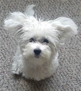 Maltese ears flying out