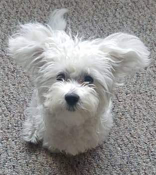 Maltese ears flying out