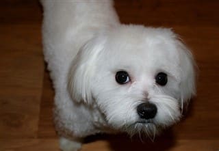 why does my maltese have a pink nose?