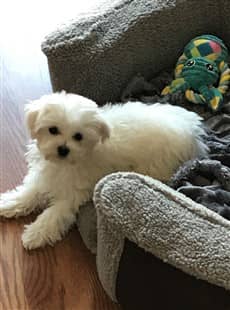 Maltese hanging out of his bed