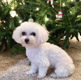 Maltese dog in front of Christmas tree