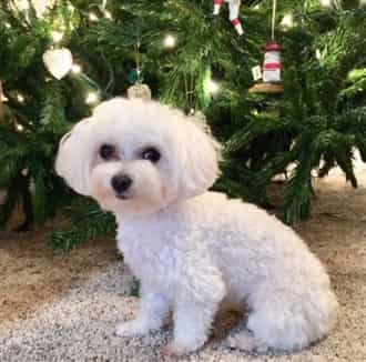 Maltese dog in front of Christmas tree