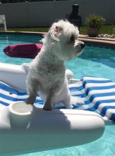 Maltese on pool float