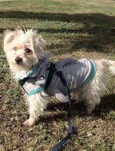 Maltese outside wearing a warm coat