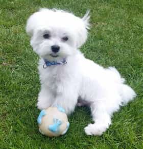 Maltese playing outside