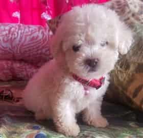 Maltese puppy at 2 months old