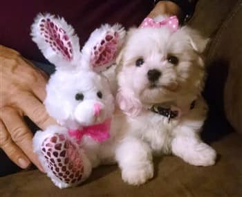 Maltese puppy at 9 weeks old