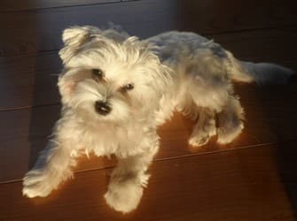 Maltese puppy, 7 months old