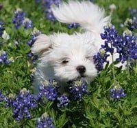 Maltese dog outside with flowers
