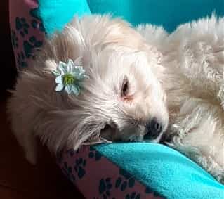 Cute Maltese puppy sleeping