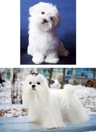at what age do maltese stop growing